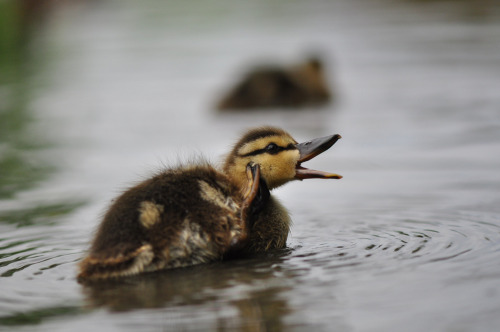 My face when I realised I hadn&rsquo;t posted a duckling today.