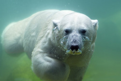 magicalnaturetour:  “Polar bear waterplay” by Jutta Kirchner :) 