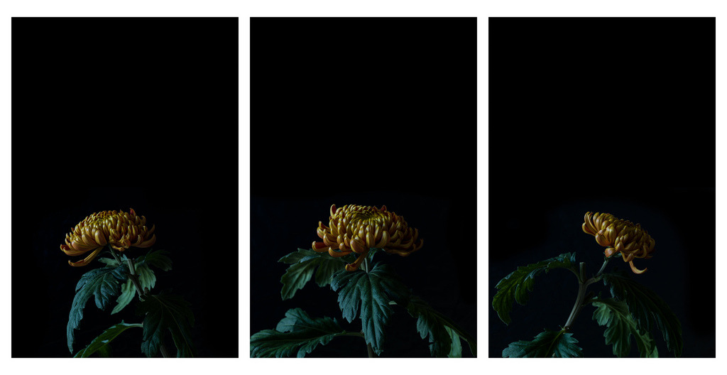 chrysanthemum triptychs #3 & #4