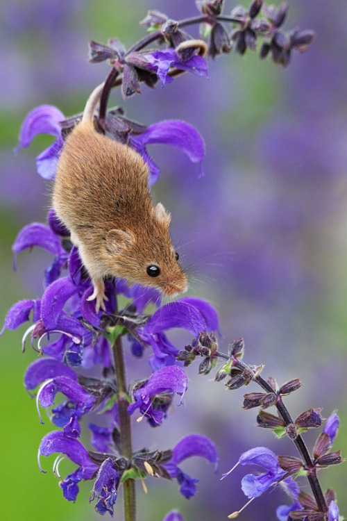 Porn Pics animals-animals-animals:Harvest Mouse (by