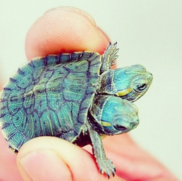 Two headed turtle