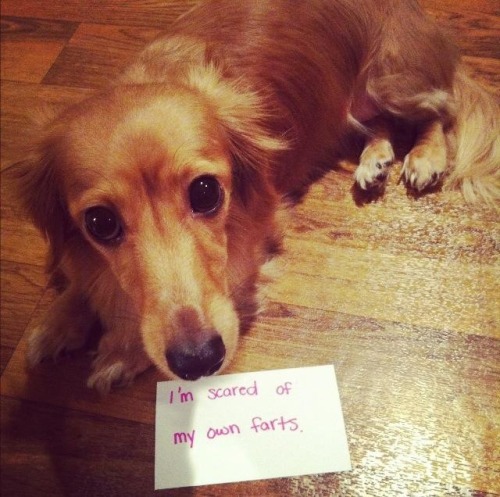 haha-woww:  hilarioushumorfromouterspace:  Stay away from this blog if you hate laughing!  haha…. woww….