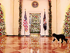 tobcavanaugh:  Bo inspects the White House holiday decorations (x) 
