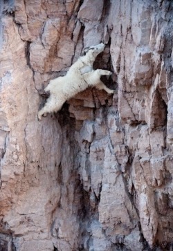Stuck between a rock and a hard place (Mountain Goat)