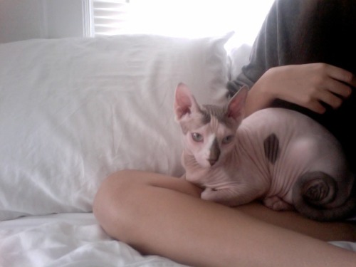 susurrer: bambiskin:  awww  my cats famuz