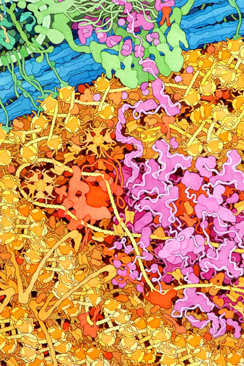 infinity-imagined:The interior of a Eukaryotic Cell, from the outer membrane through the cytosol to 