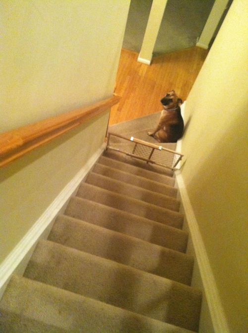 yugoslavic:  mydeaddog:  Hes mad at me bc i locked him down stairs with a baby gate thats what you get for chewing on my shoes you little shit  awwwwwwwwwwwwwww 