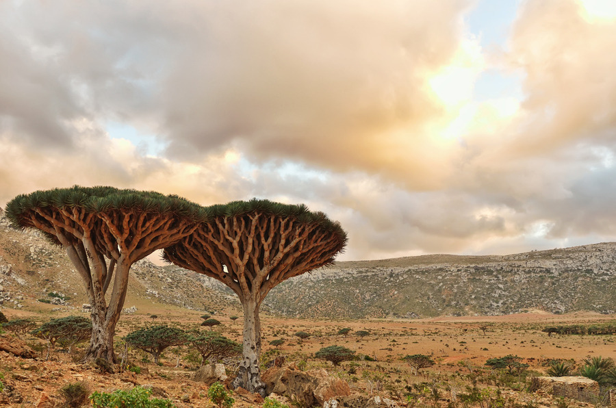 landscapelifescape:  Socotra Island, Yemen Dragonblood Trees by Csilla Zelko