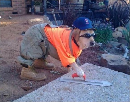 Dog’s Working