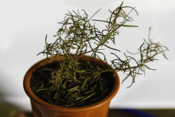My rosemary is dying ;_;