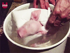 thedoctorplusone:  Piggy Gets Warm Bath [x]