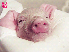 thedoctorplusone:Piggy Gets Warm Bath [video]