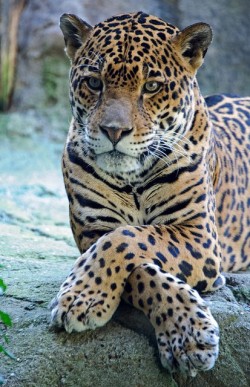 earthlynation:  leopard by didi