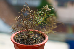 My Rosemary is dying… ;_;