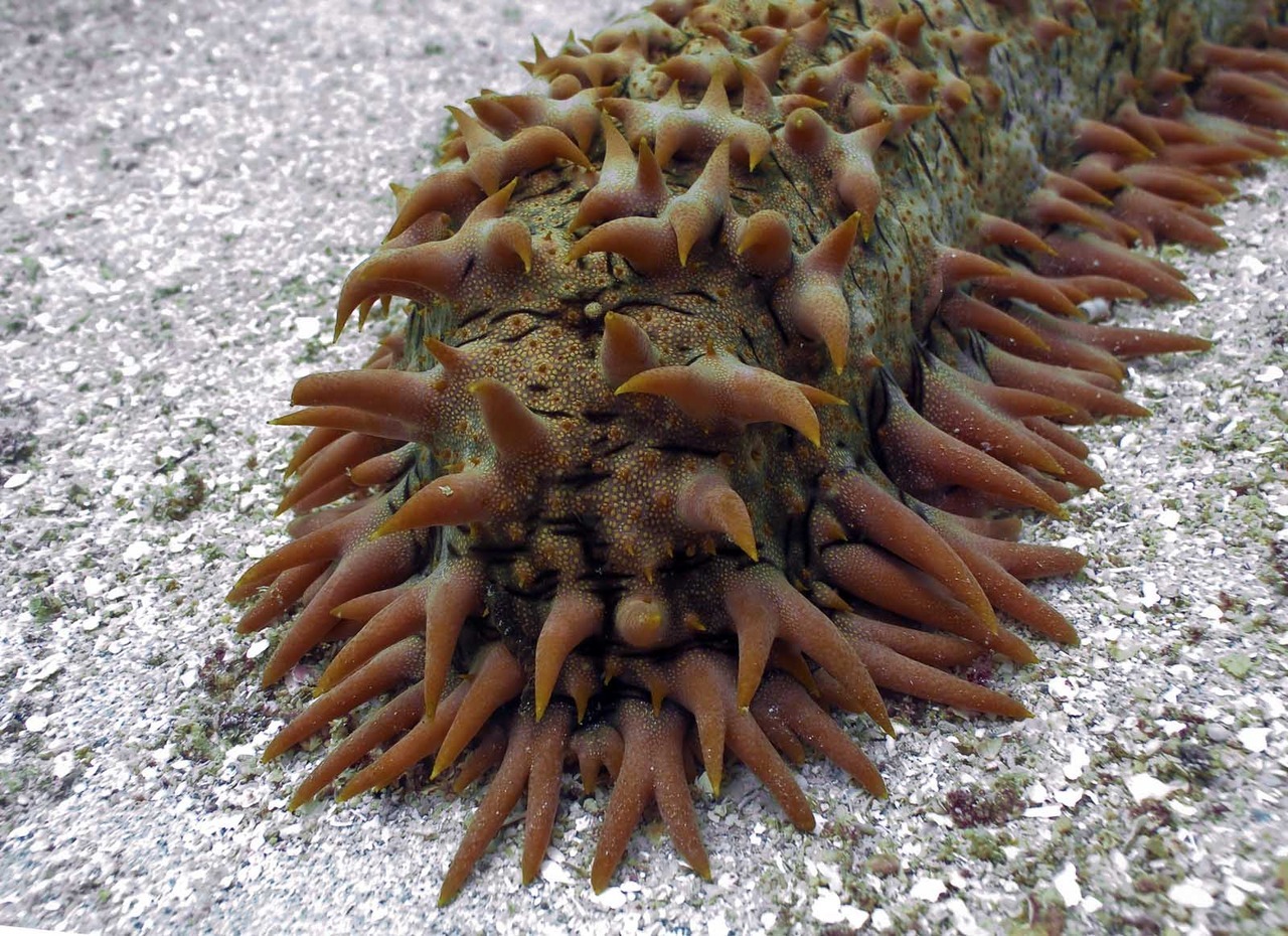 This massive sea cucumber, the prickly redfish (Thelenota ananas), looks like an animated rug as it crawls slowly over the sea bed. The largest individuals of this species can grow up to 11 lbs. The large, star-shaped papillae that cover its body...