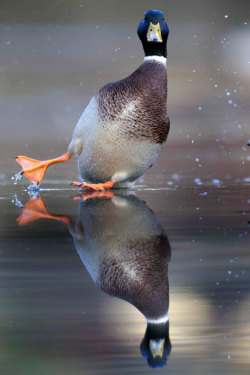 theanimalblog:  A mallard duck loses his balance on the ice and is sent sliding across the surface of a frozen pond in Dortmund, Germany.  Picture: UDO SCHLOTTMANN / CATERS NEWS