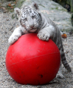 theanimalblog:  A white tiger cub plays with a big red ball at Liberec Zoo, Czech Republic.  Picture: Isifa Image Service sro / Rex Features 