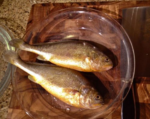 Tonight&rsquo;s home-cooking: yellow corvina, also sometimes called yellow croaker, is a popular