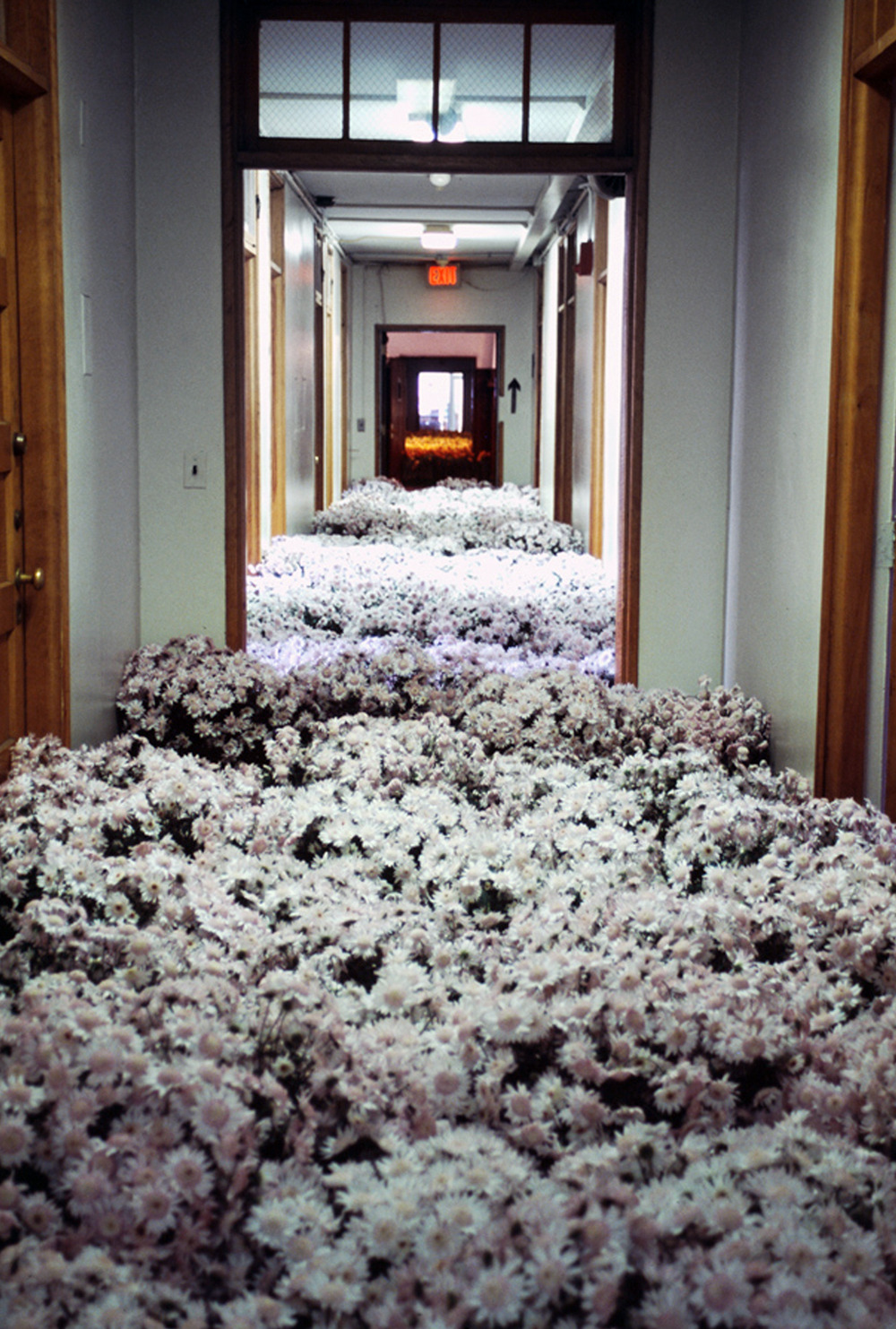 likeafieldmouse:  Anna Schuleit - Bloom (2003) 28,000 potted flowers installed at