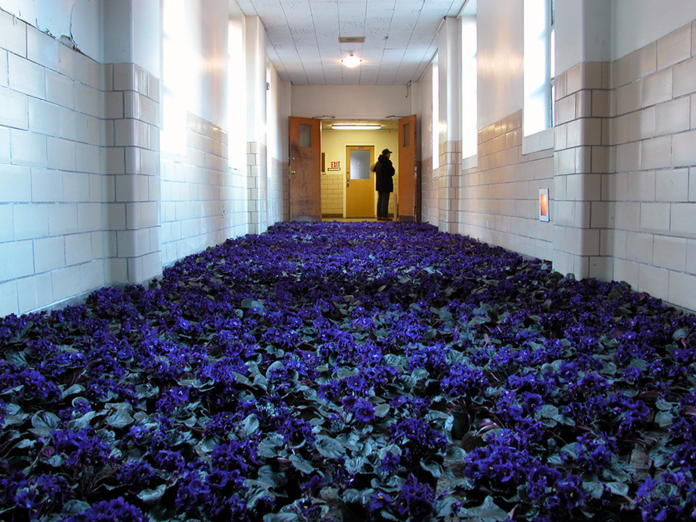 likeafieldmouse:  Anna Schuleit - Bloom (2003) 28,000 potted flowers installed at