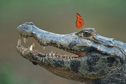 mjschryver:  This is not as rare as I would’ve guessed, apparently. I don’t know anything about the butterflies, but those two lizards are both caimans. Caimans and alligators together make up the family Alligatoridae. That makes them taxonomic first