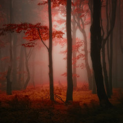 Crescentmoon06:  -Lost Red Story- By *Janek-Sedlar 