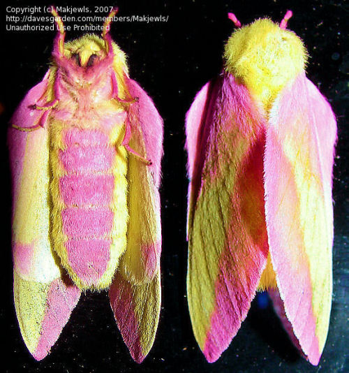 definitelynotcool:This is a Rosy Maple Moth appreciation post.