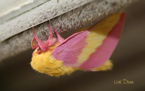 definitelynotcool:This is a Rosy Maple Moth appreciation post.