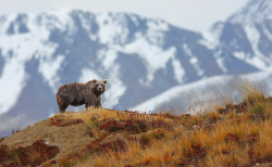 ambersous:  optimisticallychallenged:  “Oh , hey. Just gonna hang out on this mountain by myself…nothing to see here..move along.”  “Take a picture…it last lo…oh…you are…you son of a bitch”