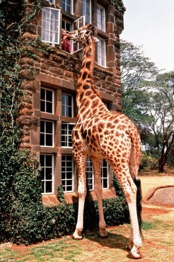 lacewings:  Giraffe Manor, Nairobi The boutique hotel offers you an unparalleled experience of the giraffes, with them vying for your attention at the breakfast table, the front door and even your bedroom window. 