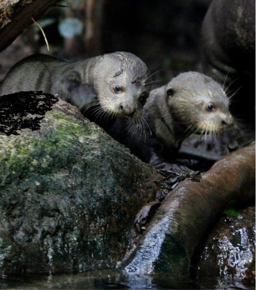 dailyotter: Giant Otter Pups Prepare for Their First Swimming Lesson Via Zooborns