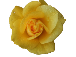 transparent-flowers:Yellow Rose. Rosa Hesperrhodos.