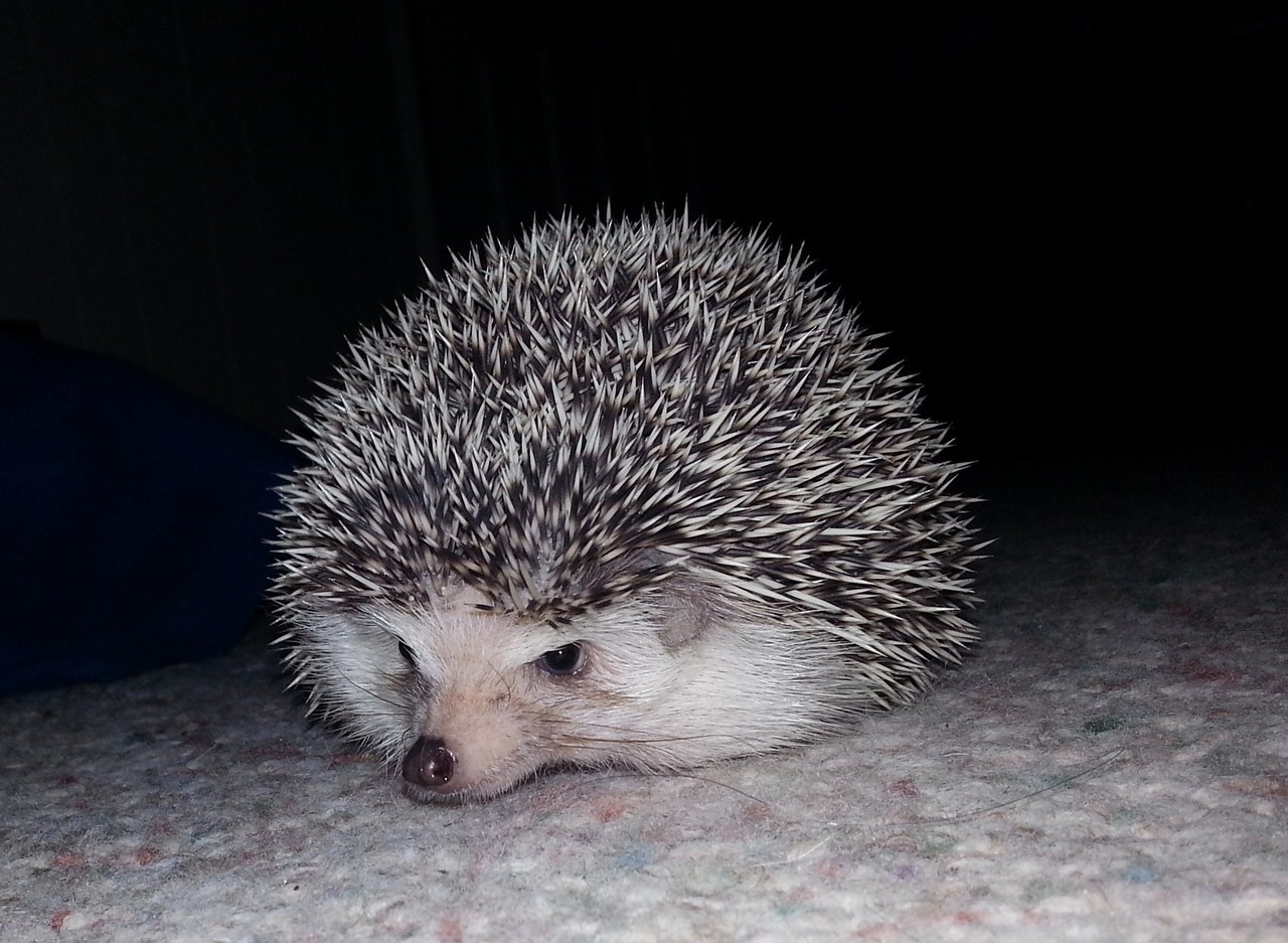 espineux:   “Grumpineux”, he writes, and sends me this. Meistergibmirrosen, I