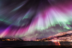 hiddenintheforest:  Aurora Brutality by *Trichardsen