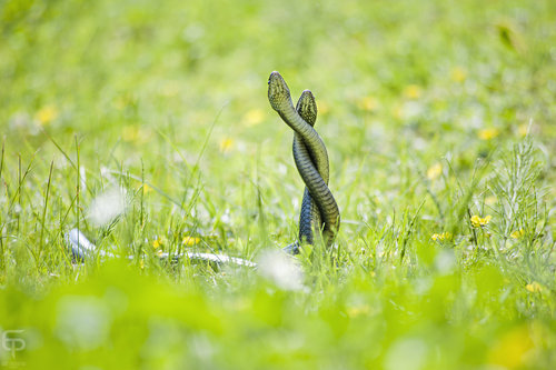 Black snake with white stripes