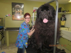 cutequeerandangry:  copsandrobert:  jommeez:  clifford the big black mother fucker  it has anime eyes  CUTE BABY 