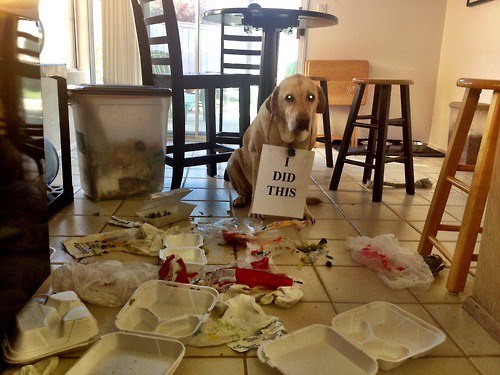 dogshaming:  I did this I did this!View Postshared via WordPress.com
