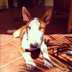 #mylove #oneofmyloves #bully #bullterrier