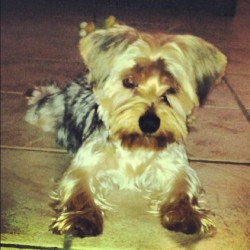 #Mybaby #Mylove  #Loveyou  #Dog #Yorkie #Rocco #Mybigboy