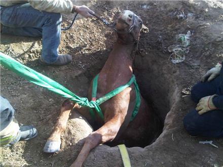 paradisaic:  paradisaic:  Here’s a pic of the 3 year old mare we saved today, the intense rains caused a “sinkhole” of mud that we rescued her out of.  jk i just googled “horse fall down hole”   Lmao