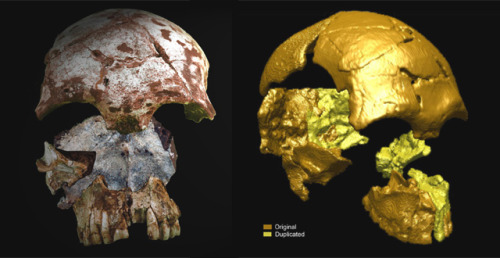 One of the oldest human skulls found in Southeast Asia at an estimated 63,000 years old, was found i