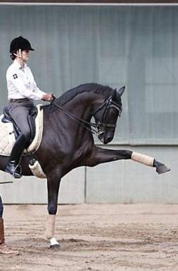 pawijaeventing:  Holy mother god   Now this horse has style! #beautiful
