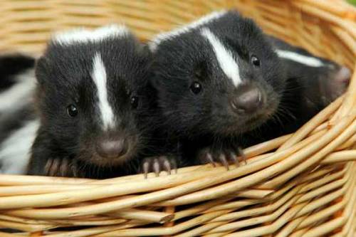 ravenous-raven:Who here wants a pet skunk?