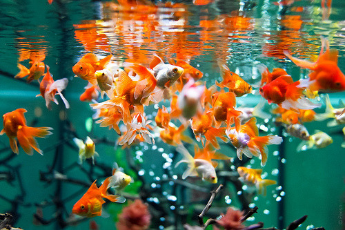 secretofnimh:  Goldfish. (FeeshKA) I want all of them. 