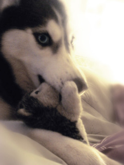 animalswithstuffedanimals:  Miusha and her mini husky =] 