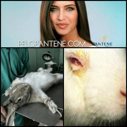 olga-kunizaki:  ¿Sabes lo que cuesta “un pelo pantene”? Para realzar las pruebas de éste shampoo, en su laboratorios los animales que suelen ser elegidos son los conejos y las liebres. A los cuales se les realizan pruebas de TOXICIDAD inyectándoles