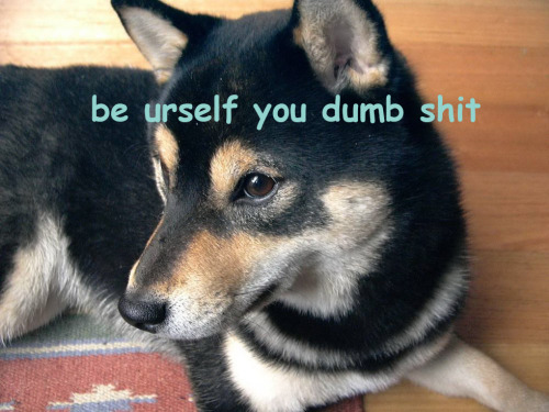 jarylgaren:  orewatowi:  these shibas got yer back  Those are very wise shibas indeed.