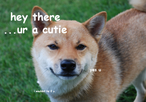 jarylgaren:  orewatowi:  these shibas got yer back  Those are very wise shibas indeed.