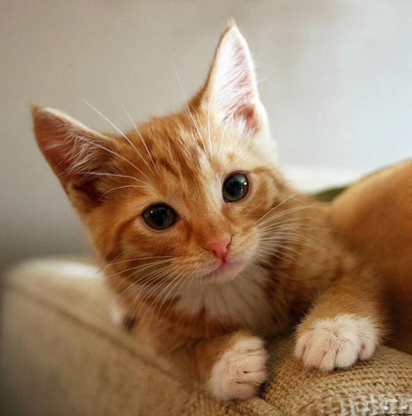 Here kitty kitty kitty