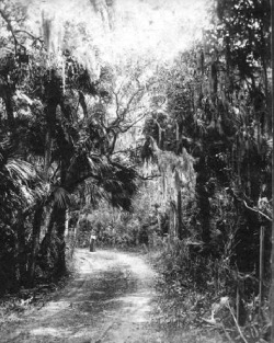 oldflorida:  Meet me on the road to Brickell Hammock, 1890’s. 